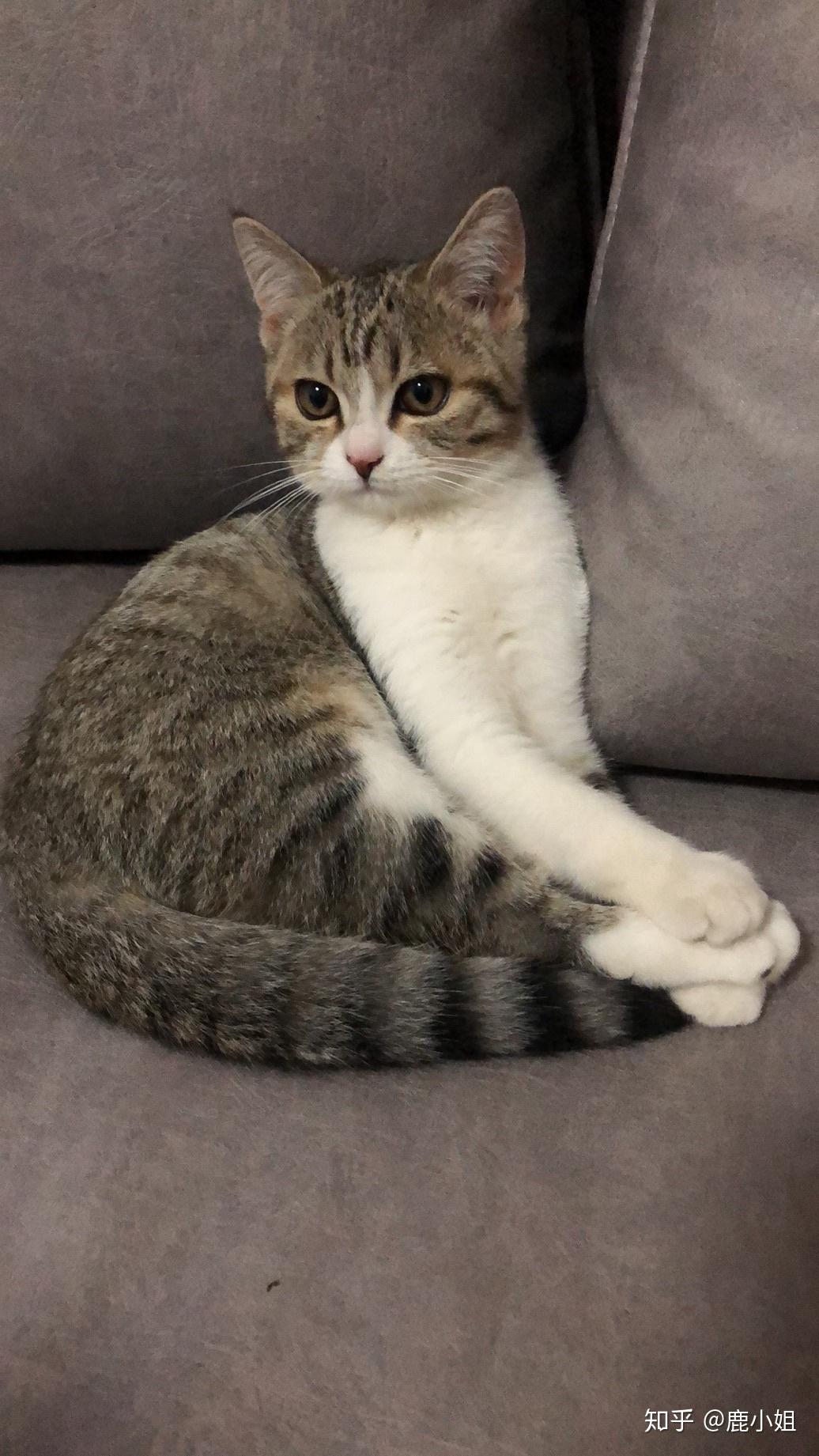 请问这是鱼骨纹美短加白吗如何配种