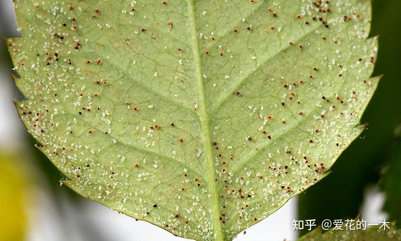 养花7种“病害”，对植物危害大，园艺师教你，如何科学处理- 知乎