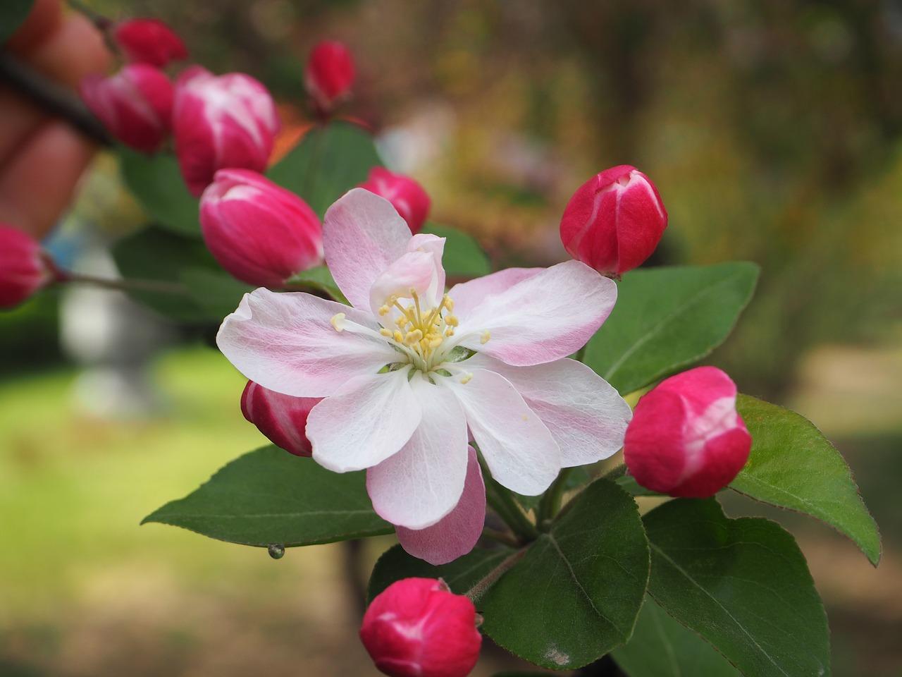 海棠花什么季节开花的
