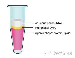 手把手教学——TRIZOL法提取细胞中的总RNA - 知乎