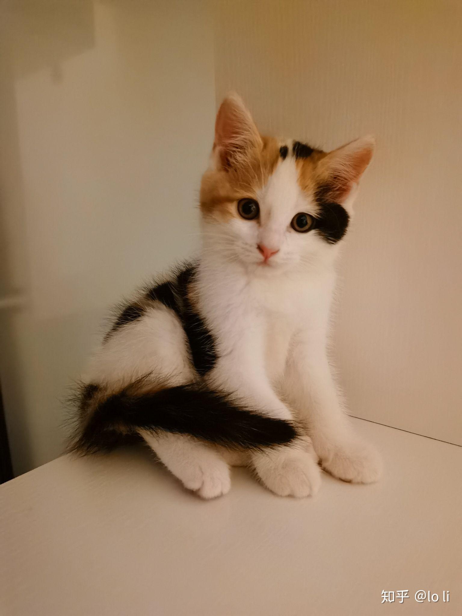 好想看看三花猫啊谁能晒晒自家三花主子