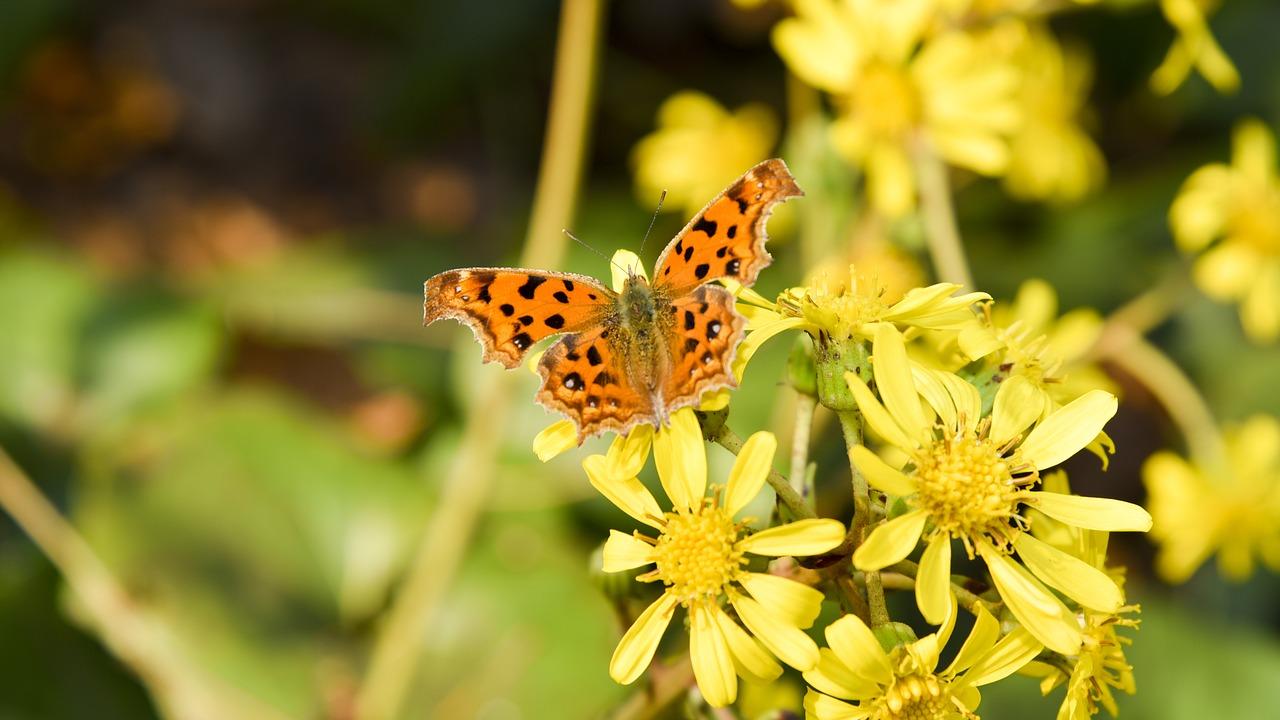 2. 花香四溢户型