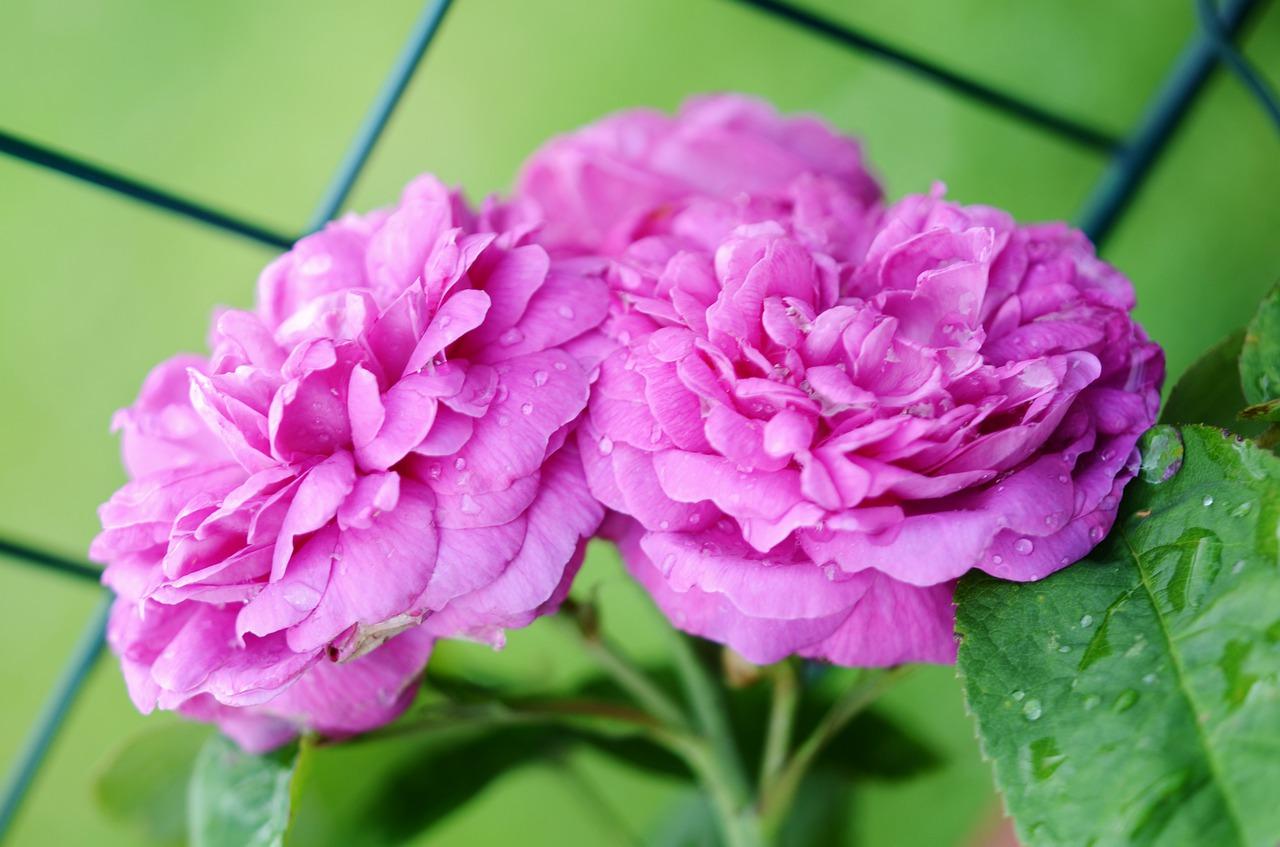 芍药花什么时候开放