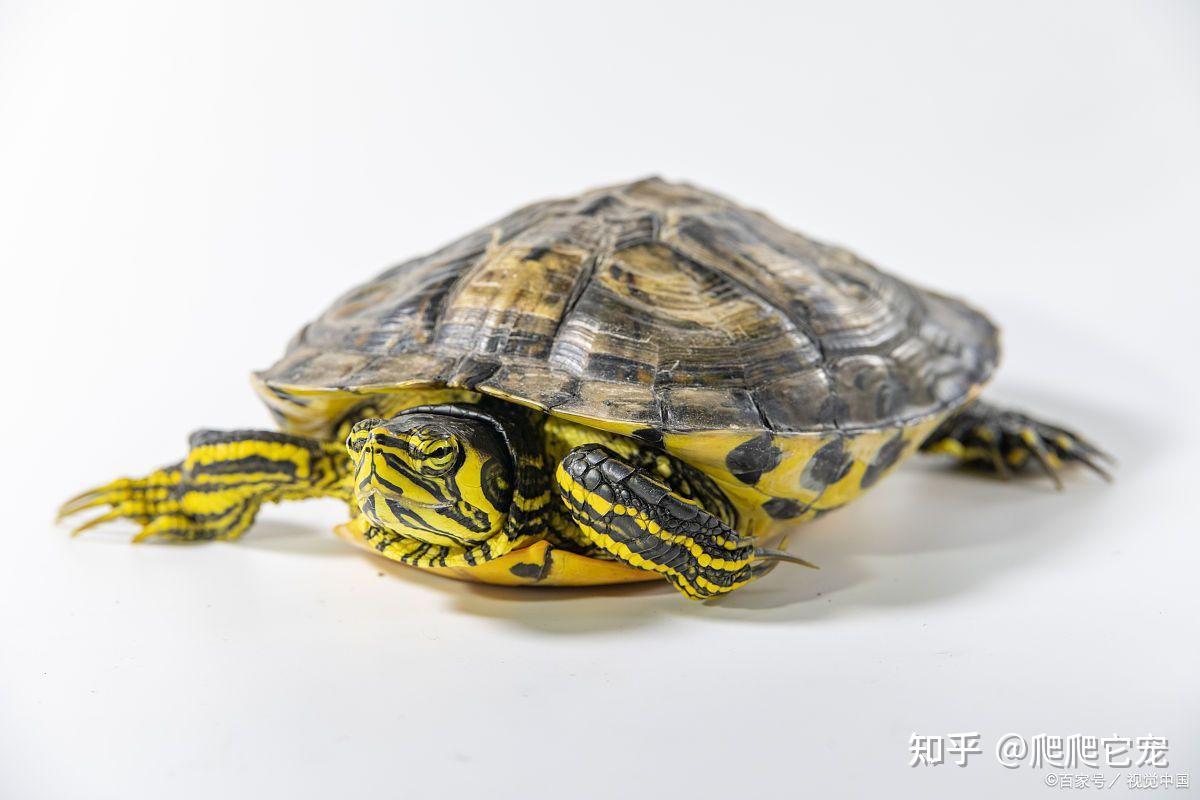 巴西龟你买对了吗？它才是真正的原装“巴神” - 知乎