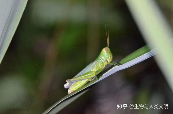 【动物界全系列】蝗总科—网翅蝗科（上）：竹蝗 - 知乎