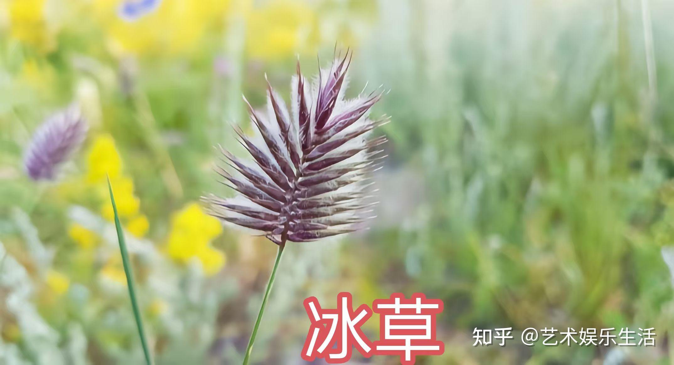 禾本科早熟禾亚科的72种代表植物 - 知乎
