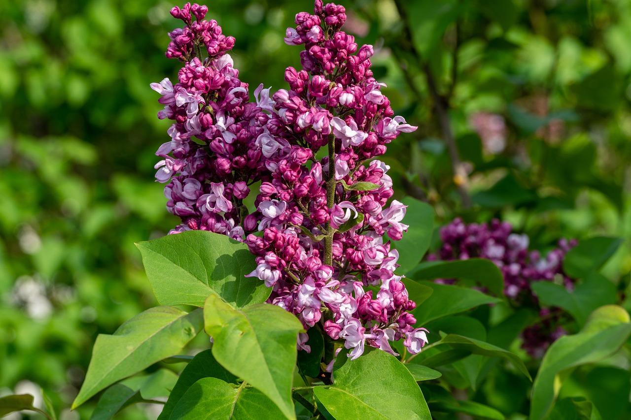 5. 甘松种植指南