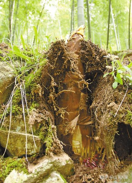 竹笋到底有哪些？如何区分？ - 知乎