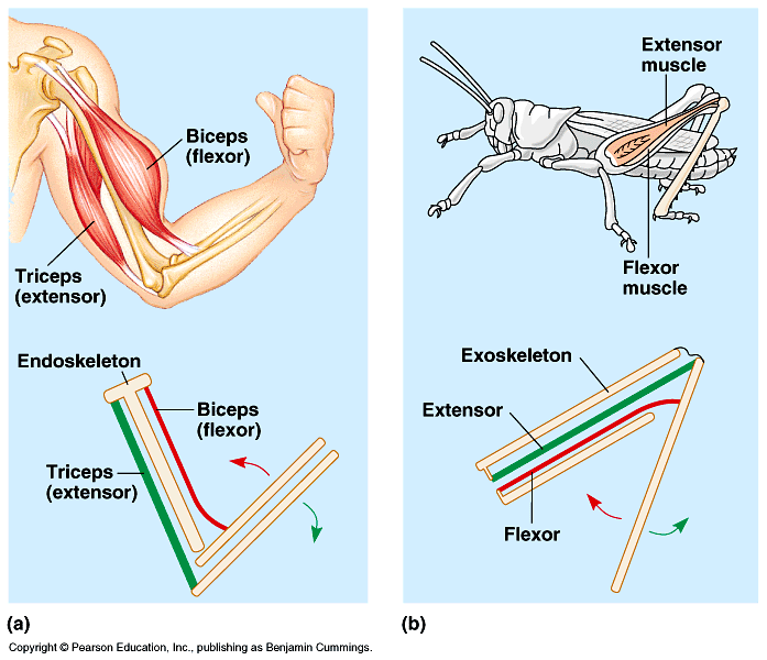 昆虫的肌肉跟脊椎动物的肌肉有什么区别为什么昆虫可以做到那么高速的
