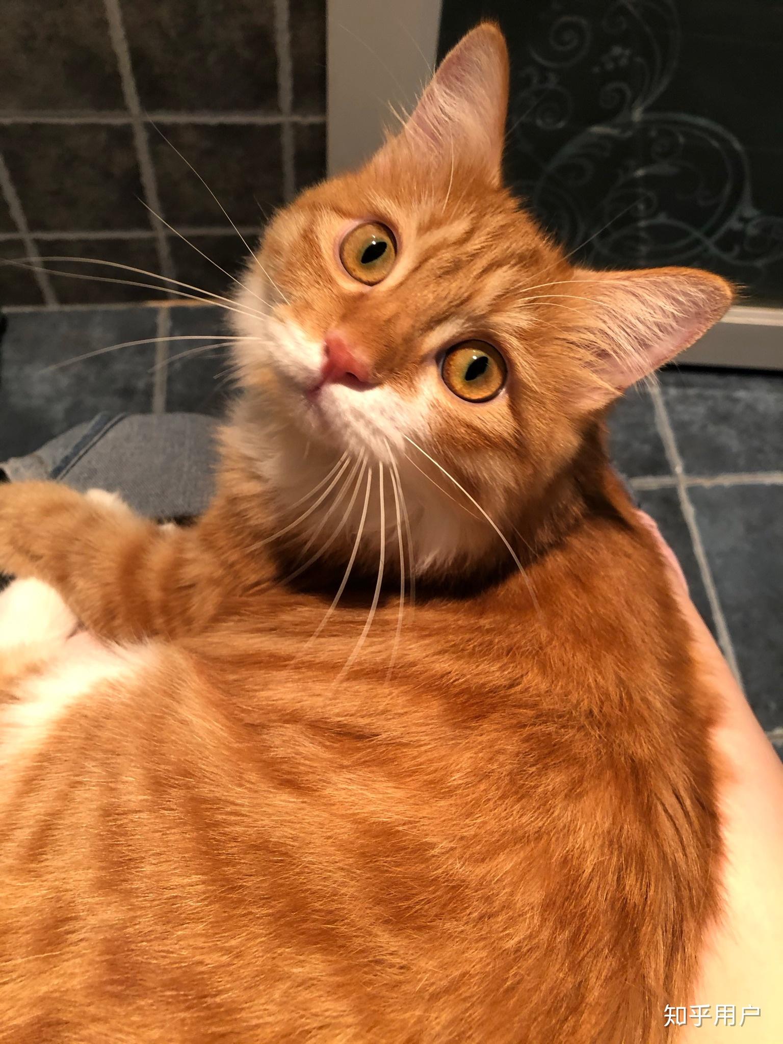 田园橘猫颜值能有多高