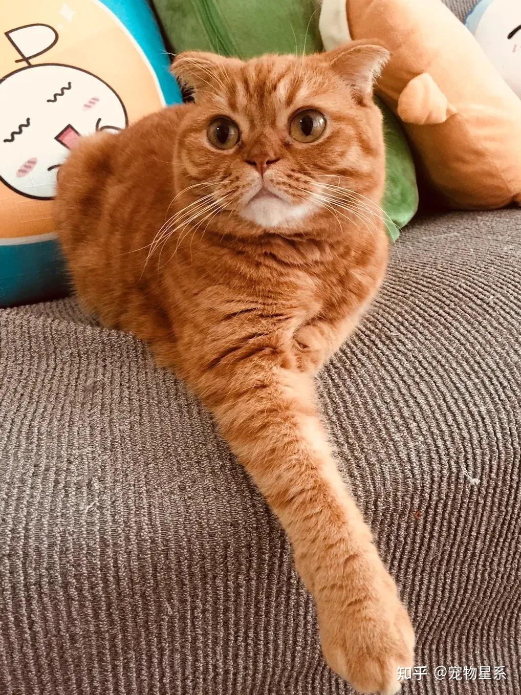 给死去的猫咪超度-猫死后怎么给它超度