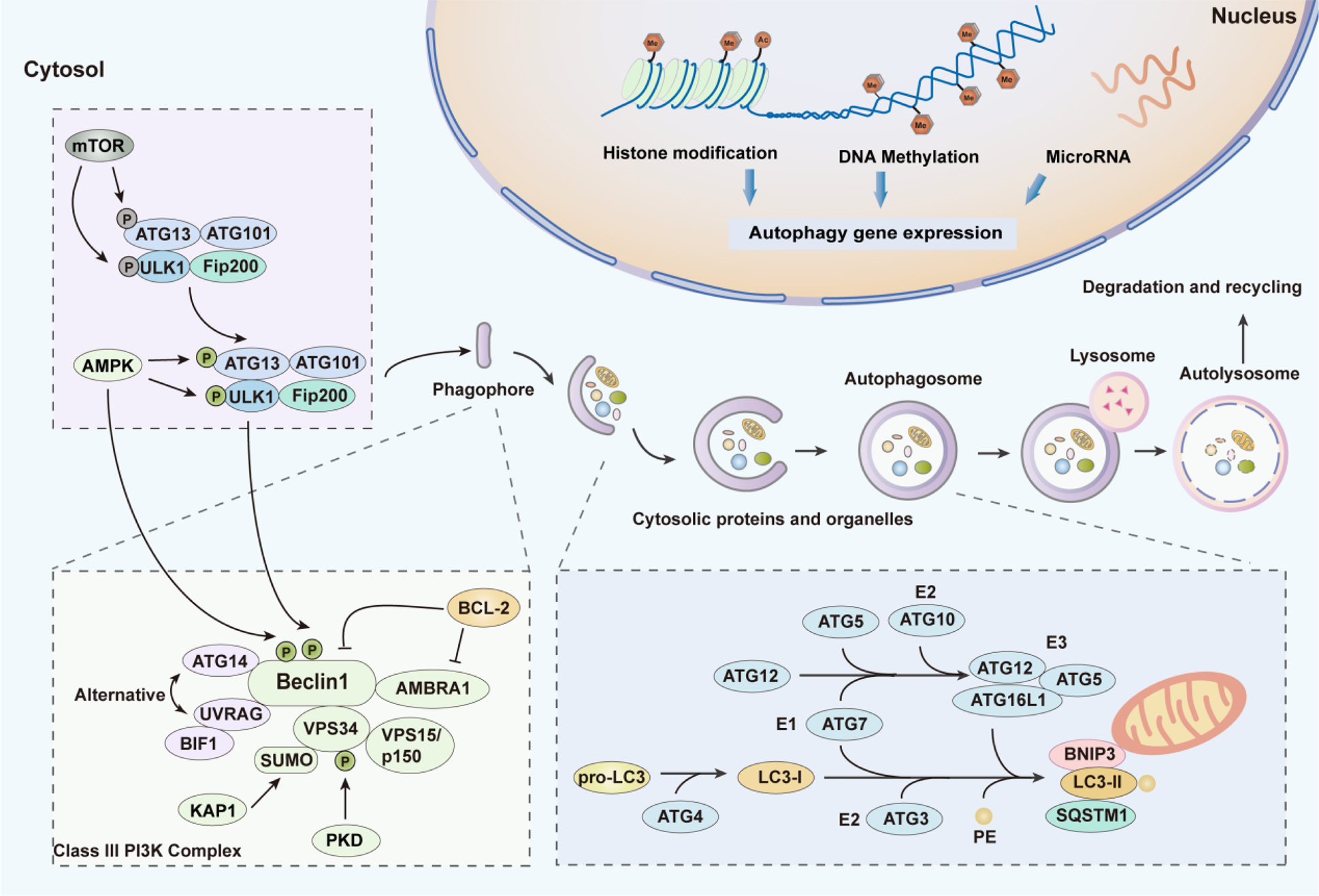 细胞自噬与肿瘤？ - 知乎