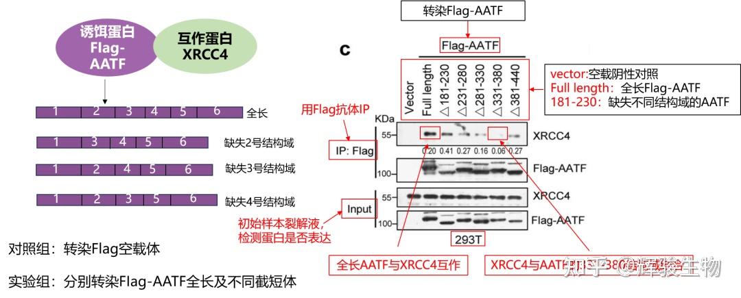 【蛋白互作研究必看】Co-IP 实验设计思路 + 甲基化 / 泛素化实战案例 - 知乎