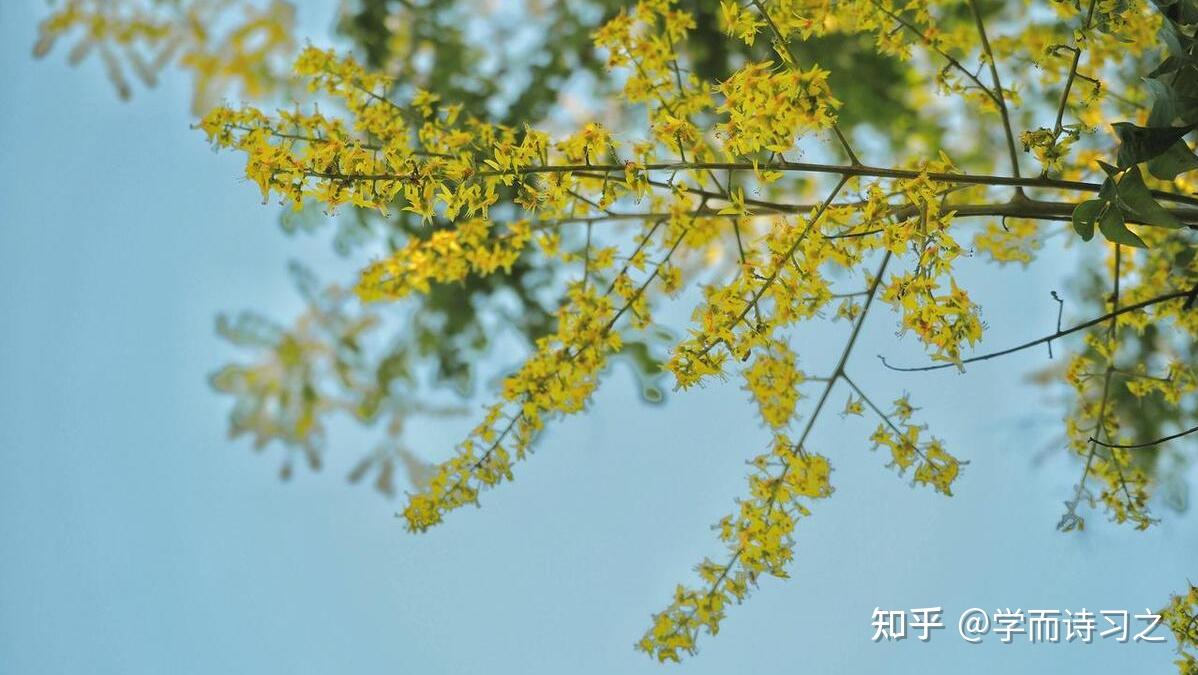 栾花 | 遍地黄花者,不曾在东篱 - 知乎