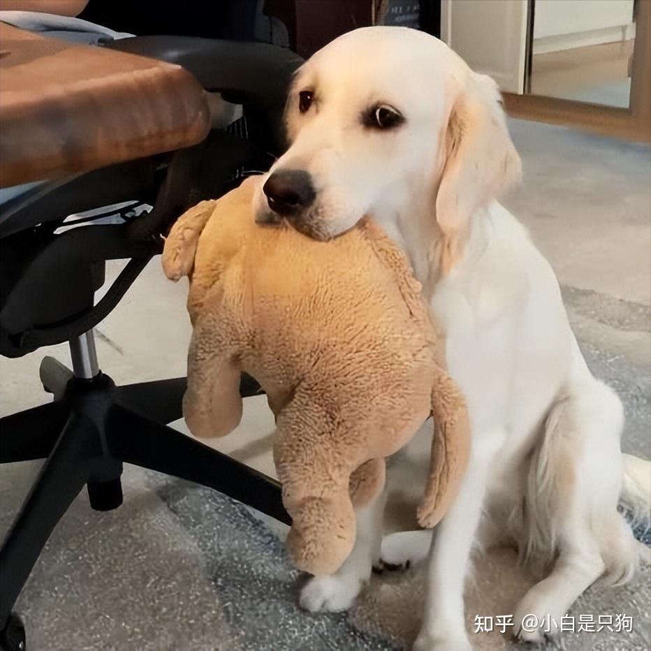 狗狗几种道歉行为,如果你家狗有,那就原谅它吧