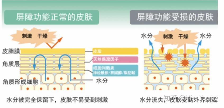 皮肤屏障修复