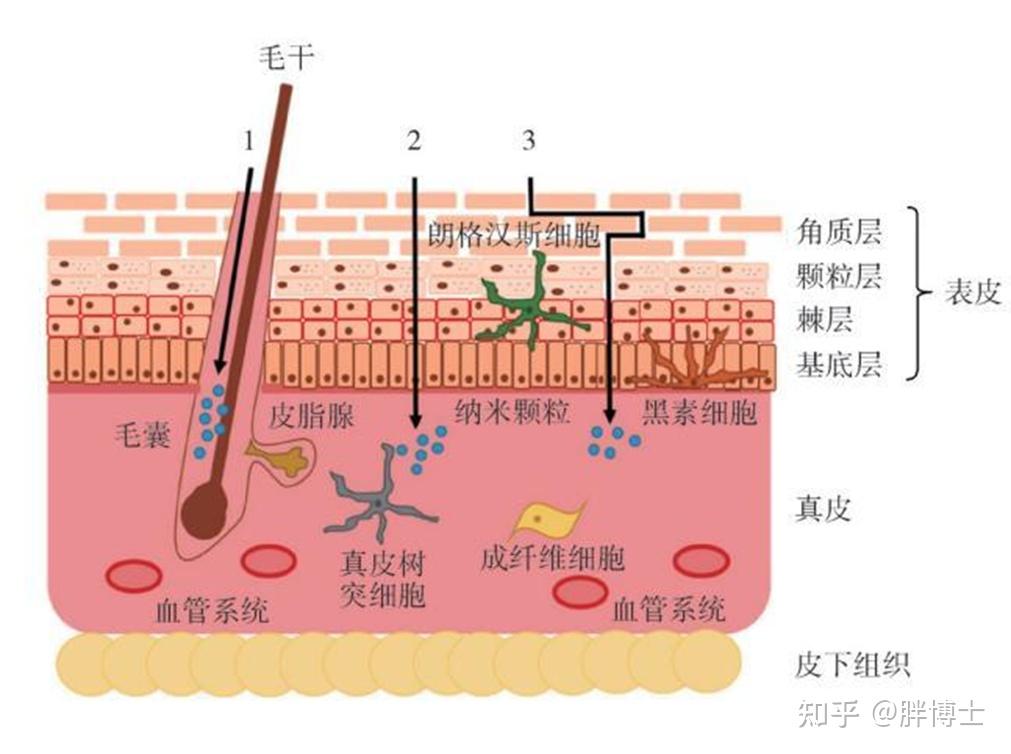 护肤品抹在皮肤后大家说的好吸收是真的吸收进去了吗