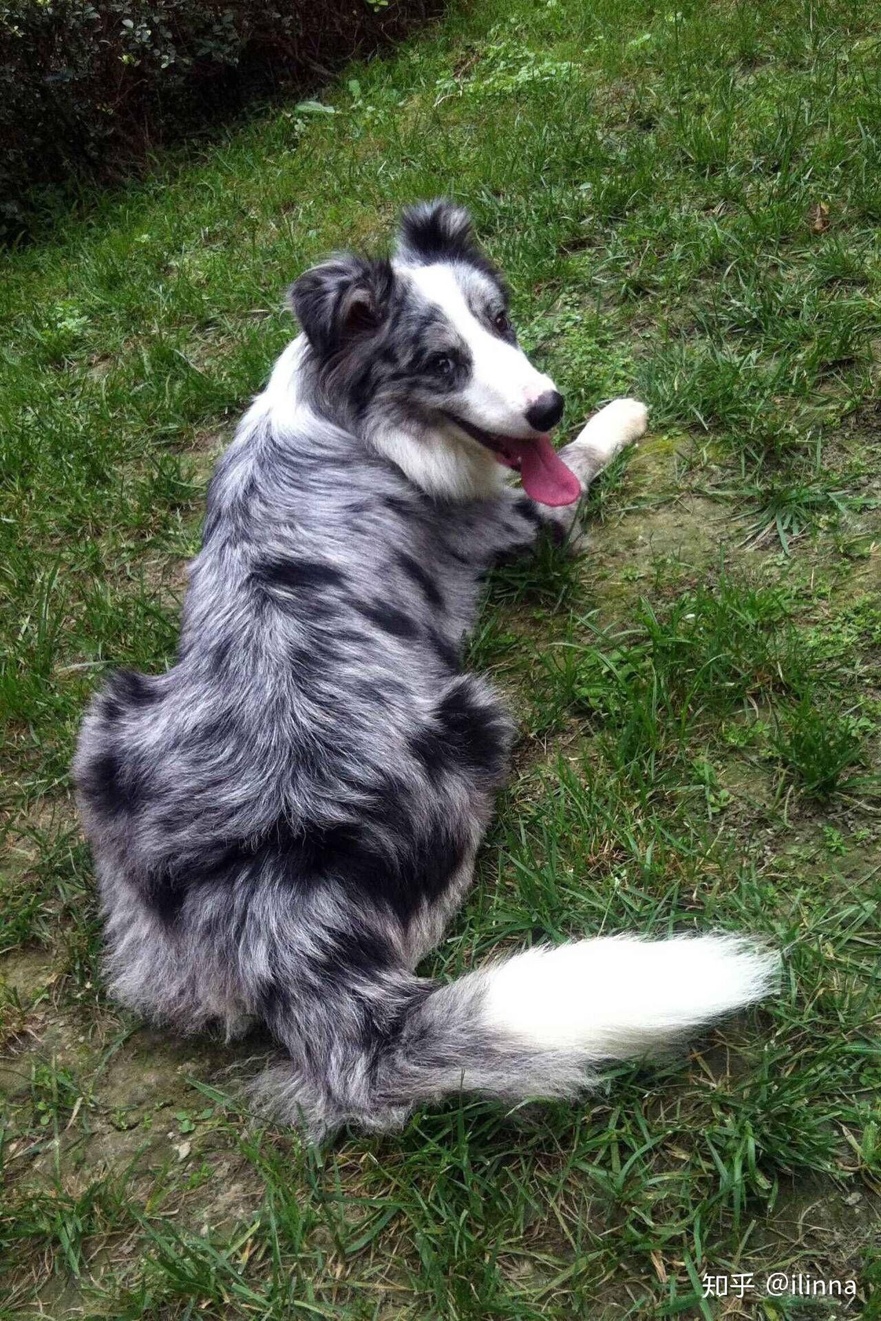 你认为陨石边牧是最帅气的狗吗? - 知乎