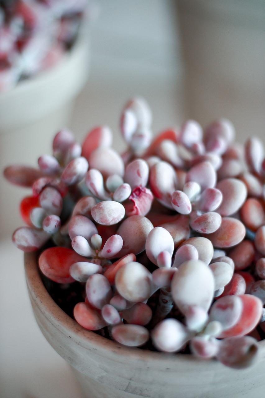 2. 选择适宜品种