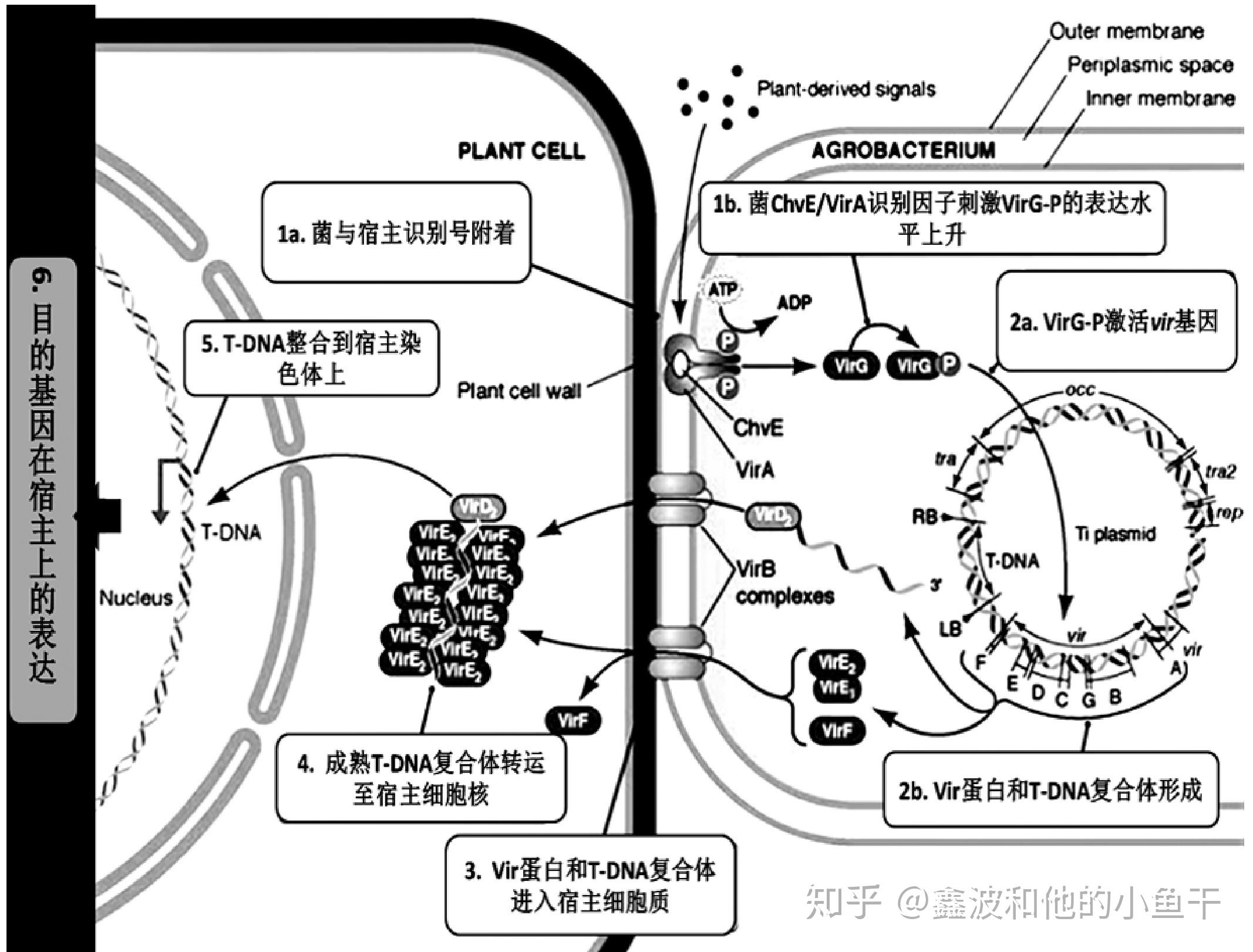 农杆菌转化法流程图图片