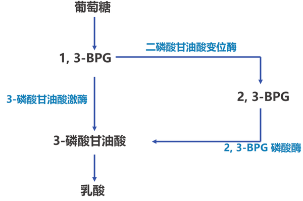 生化与分子生物学——代谢篇之血液的生物化学 - 知乎