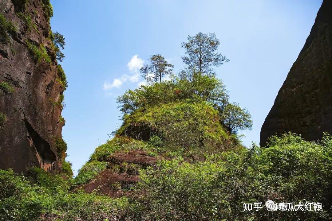 母树大红袍的前世今生：一杯茶的文化传承 - 知乎