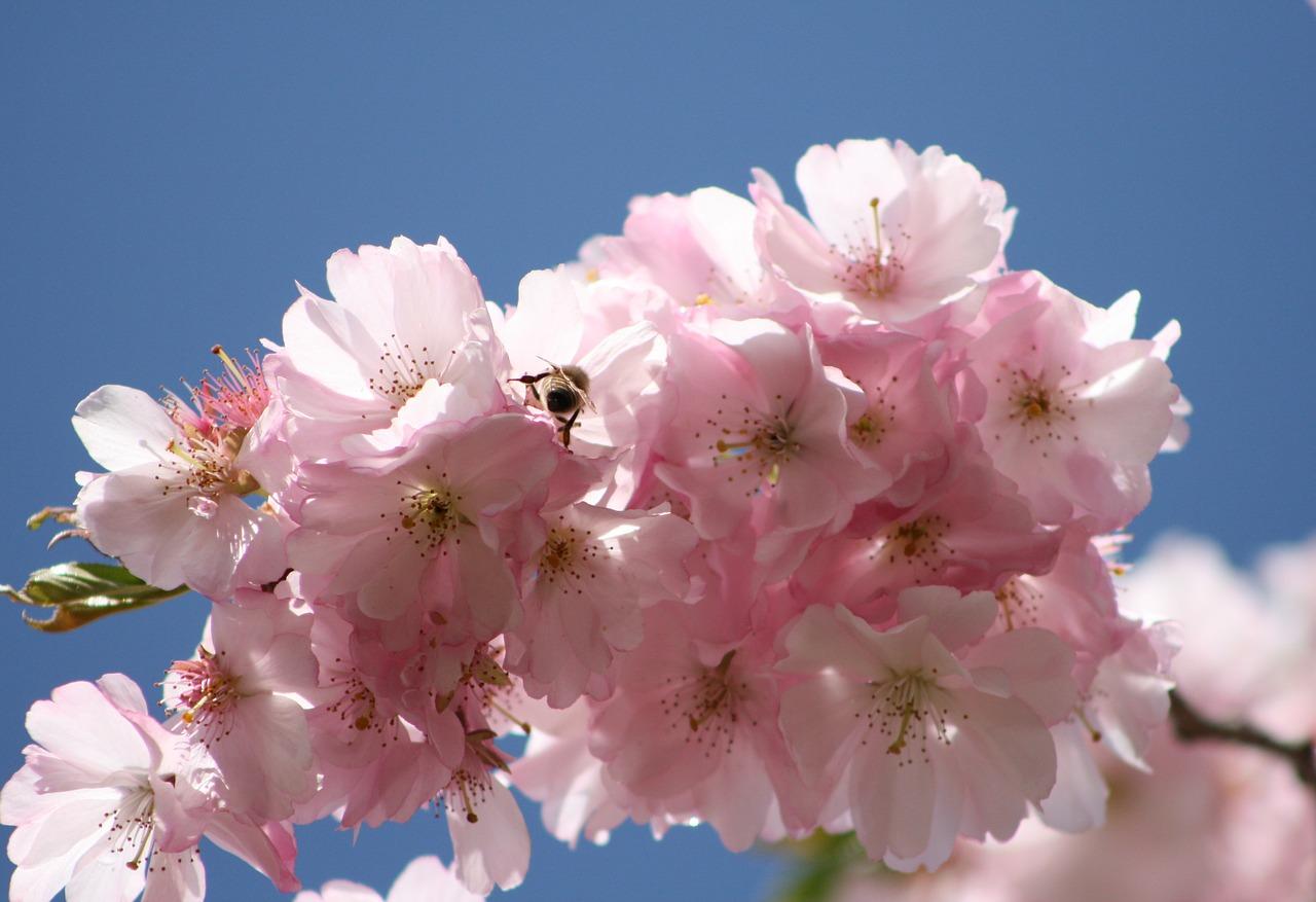 4. 樱桃木最新报价