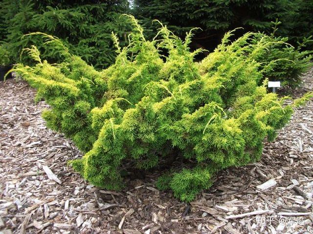 针叶树，男人的浪漫|花园植物 - 知乎