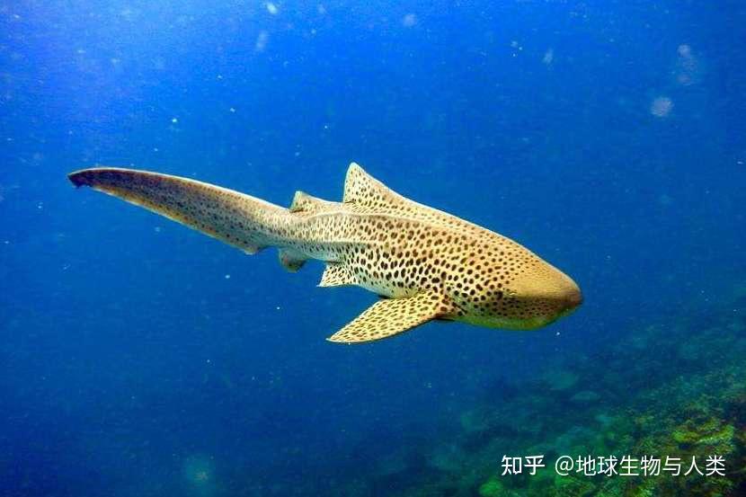 【鱼类全系列】鲨总目—须鲛目 - 知乎