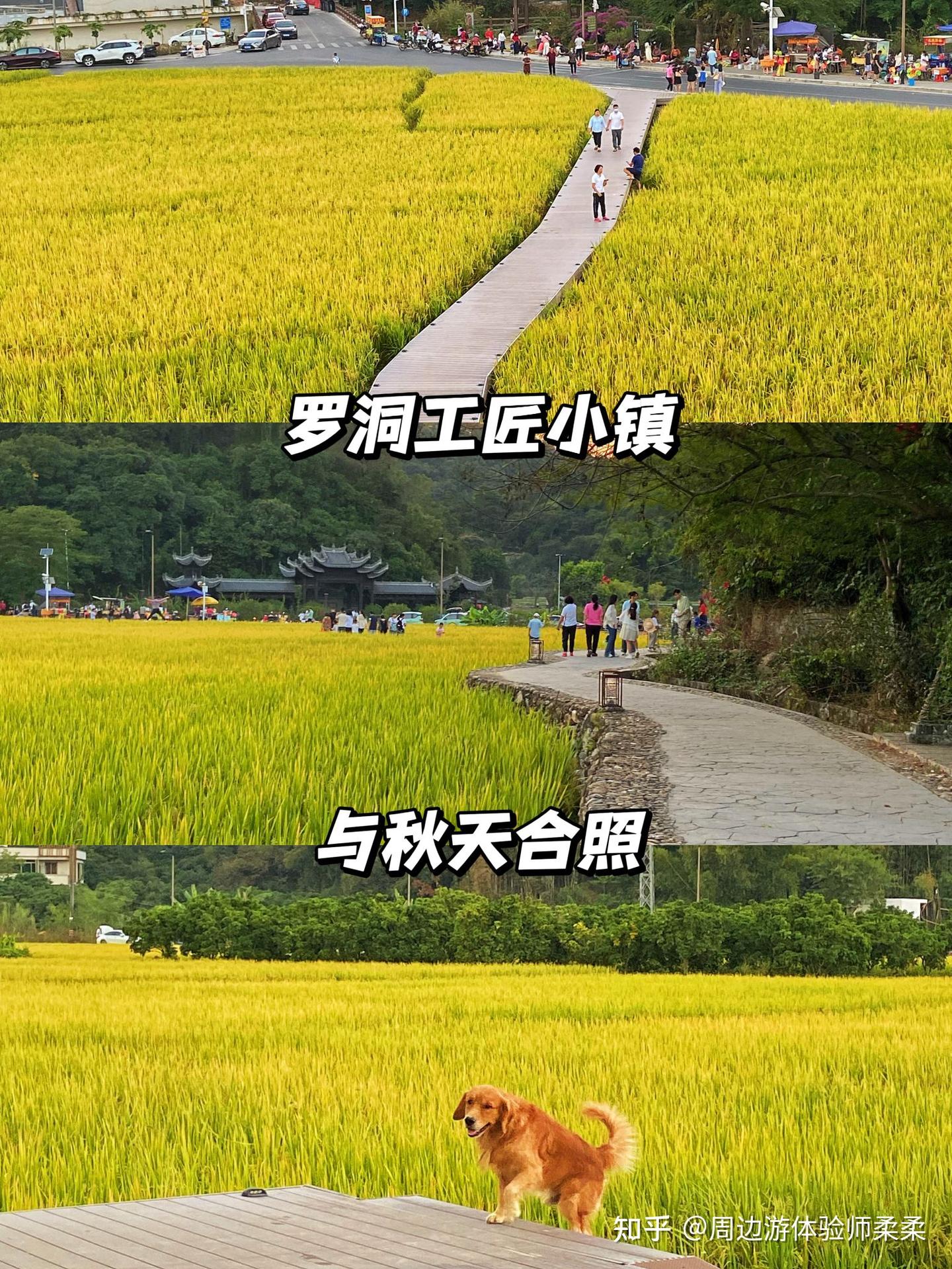 广州民宿｜从化南平小镇秋天旅行体验摘柿子村🌾看金灿灿稻田 - 知乎