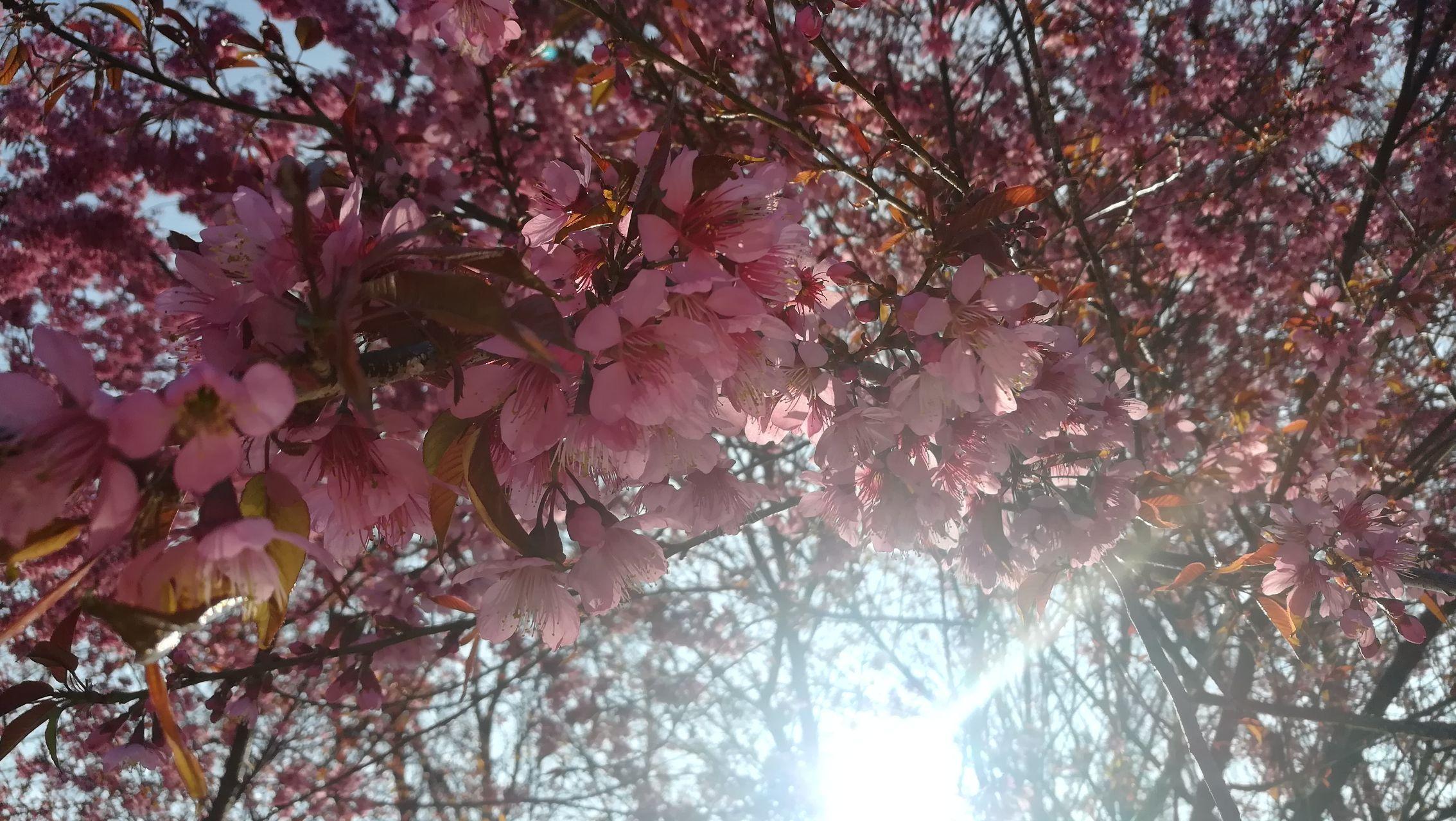 有什么樱花粉色系好看的壁纸