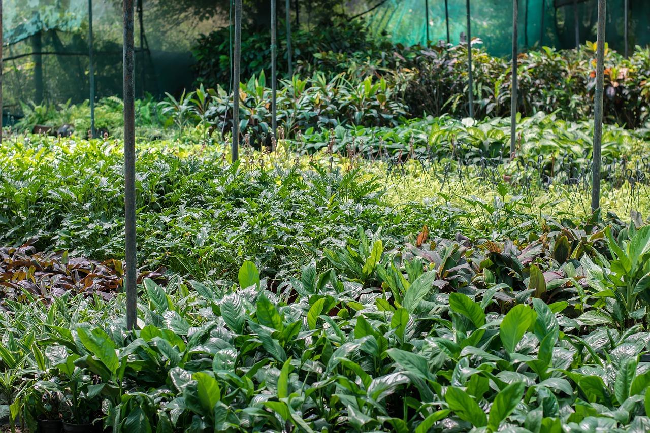 茶花移栽后如何修枝