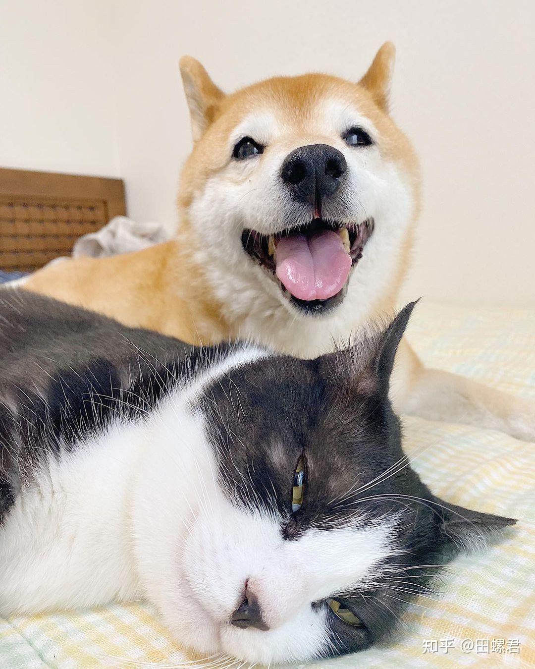 关于喂养柴犬这件事全写在这篇了！ - 知乎