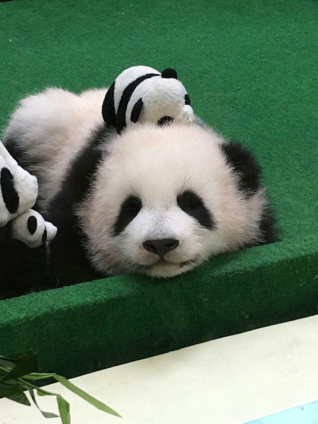 有可爱的熊猫头像吗