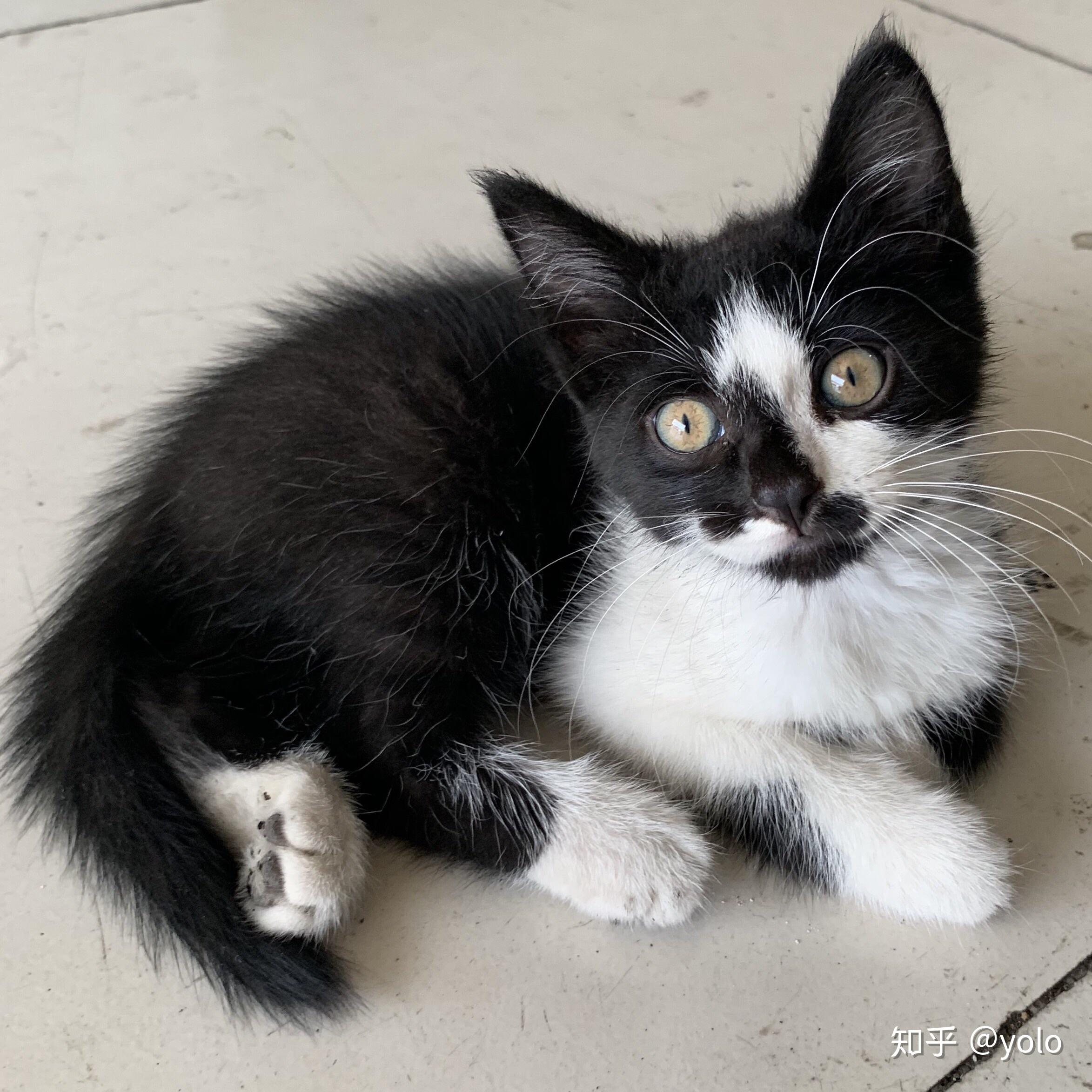 养一只奶牛猫是什么感受