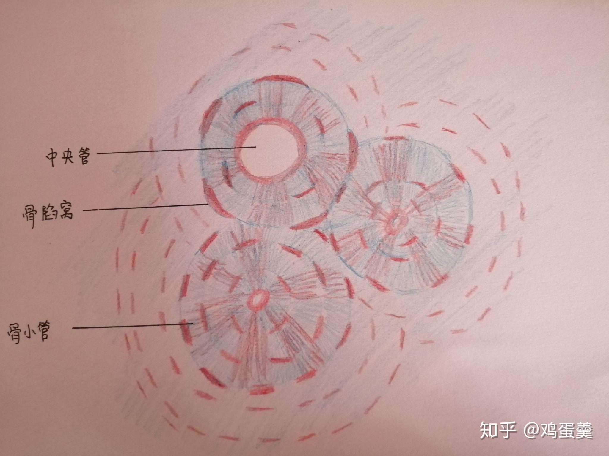 骨磨片的手绘怎么画 不知道什么地方用红的什么地方用蓝的? - 知乎