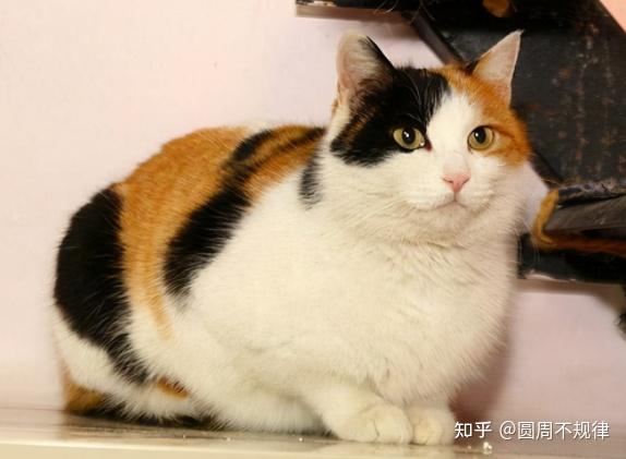 土猫”也分种类！这些最常见的中华田园猫，你养过吗？ - 知乎