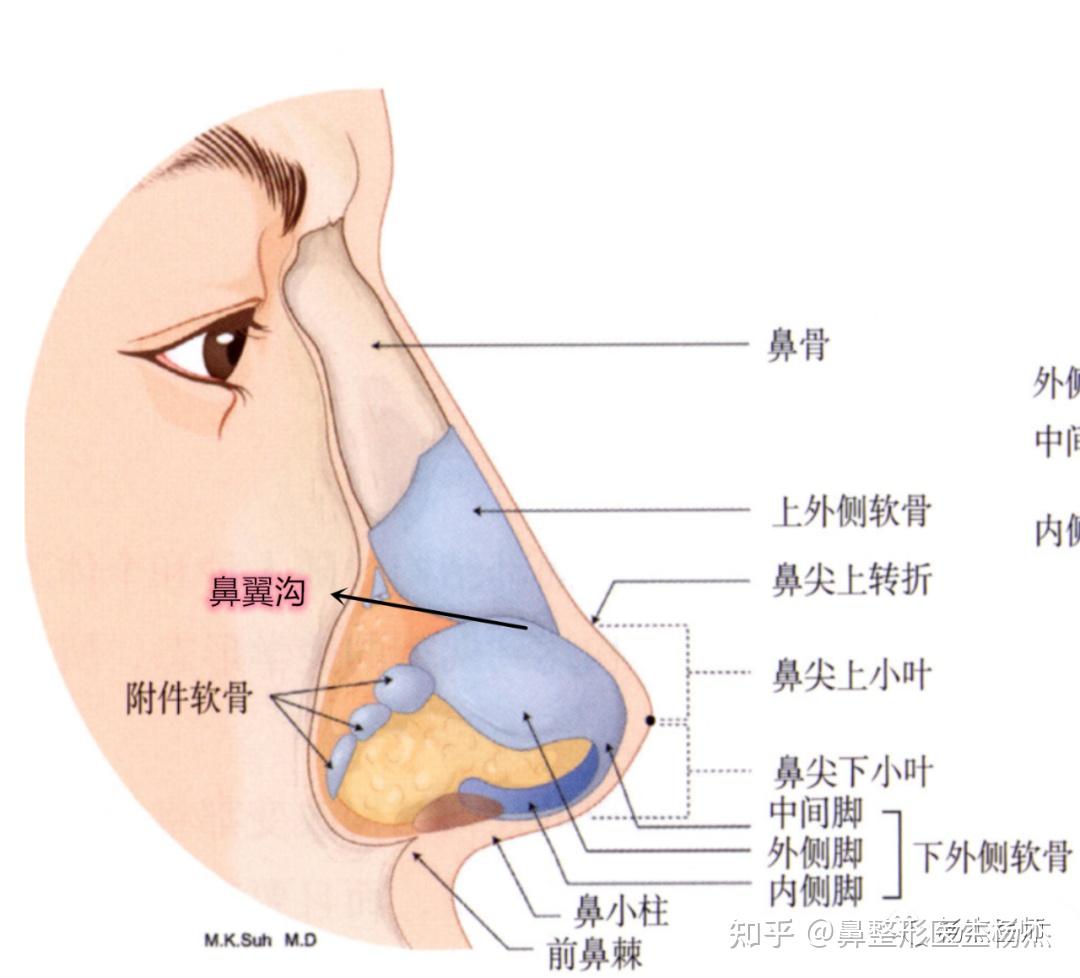 鼻翼沟等结构,拥有了以上优秀的内部软骨结构才能支撑起一个出彩的