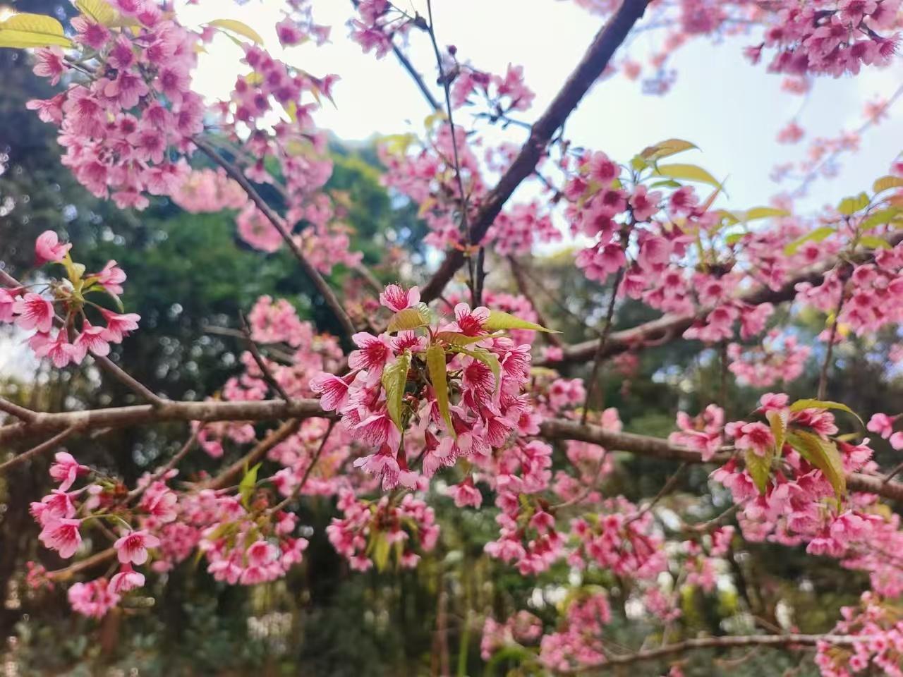 植库‖冬天盛放的樱花,带你提前过春天 - 知乎