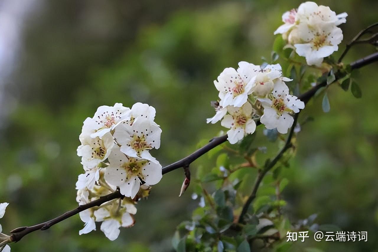 十五首关于棠梨花的诗词,无风杨柳漫天絮,不雨棠梨满地花 - 知乎
