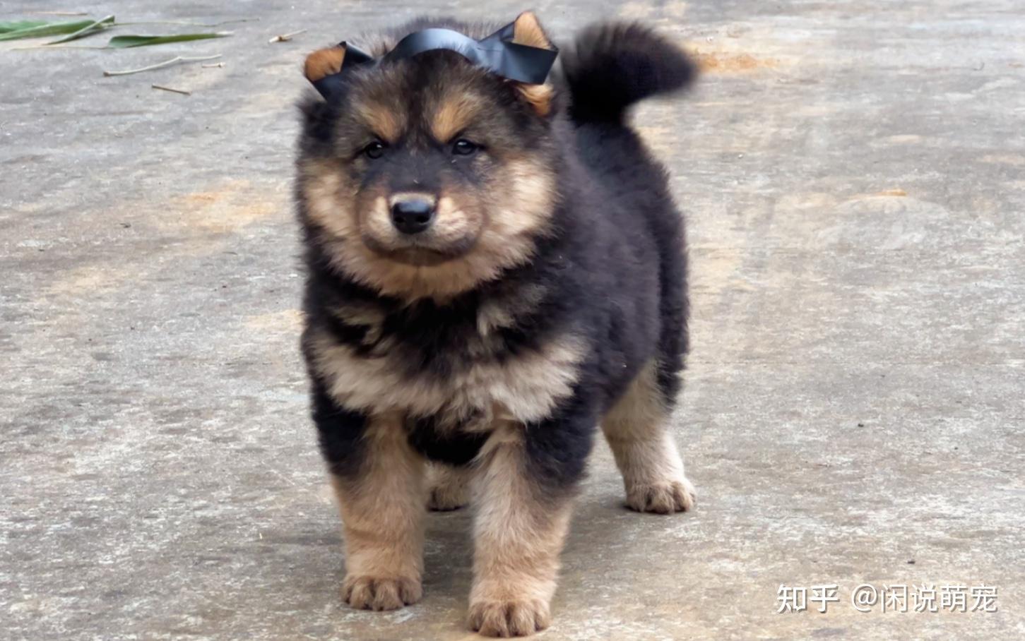 中华田园犬哪个品种好？这七种狗都是热门“本土神犬” - 知乎