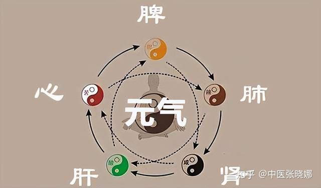 全身气虚,哪哪都不好?一剂保元汤,补心气、肺气、脾气、肾气 - 知乎