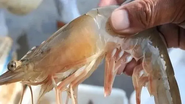 轻松识别虾病多图 认识不同状态的虾鳃