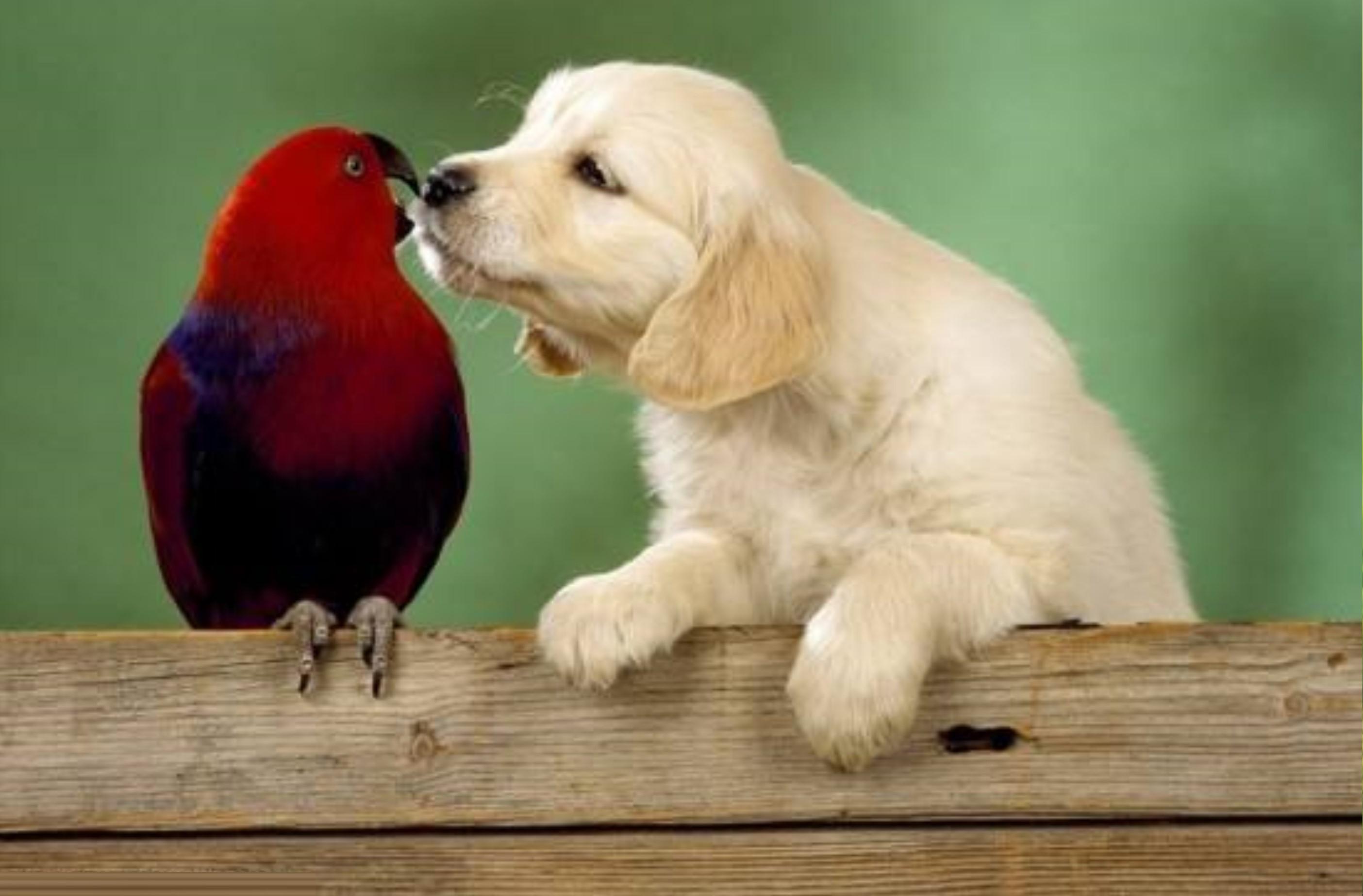 国际接吻日：晒晒人与动物暖心kiss