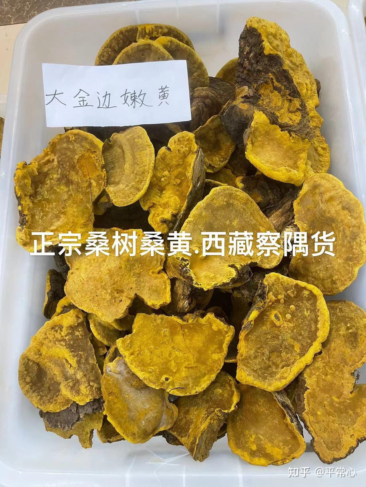 金边桑黄是什么？ - 知乎