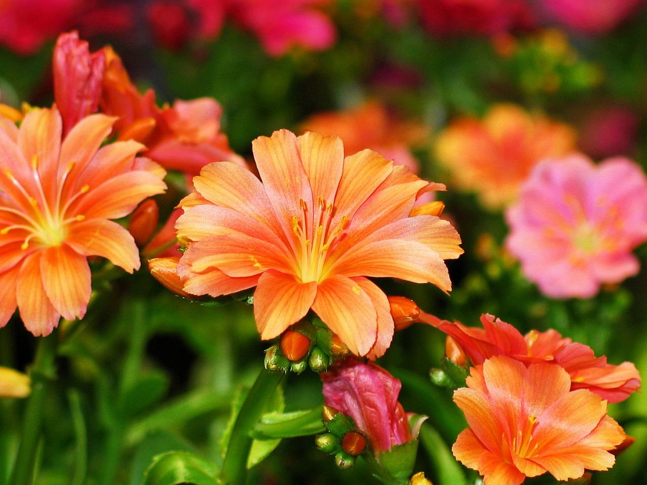 银杏室内种植注意事项