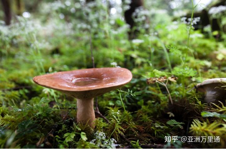 如果只去云南吃菌子,本地人有什么好的建议或经验吗? - 知乎
