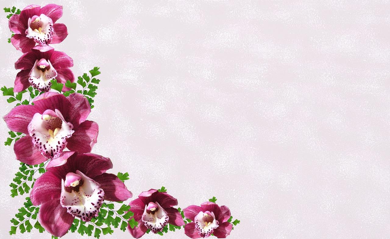 祝寿梅花代表什么