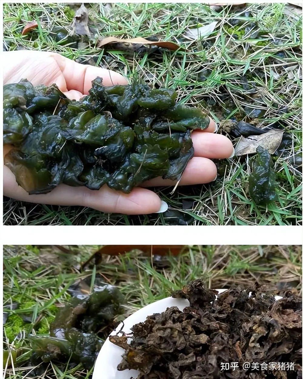 内蒙古“四大怪菜”,每样都是当地人的心头爱,外地人看了难接受 - 知乎