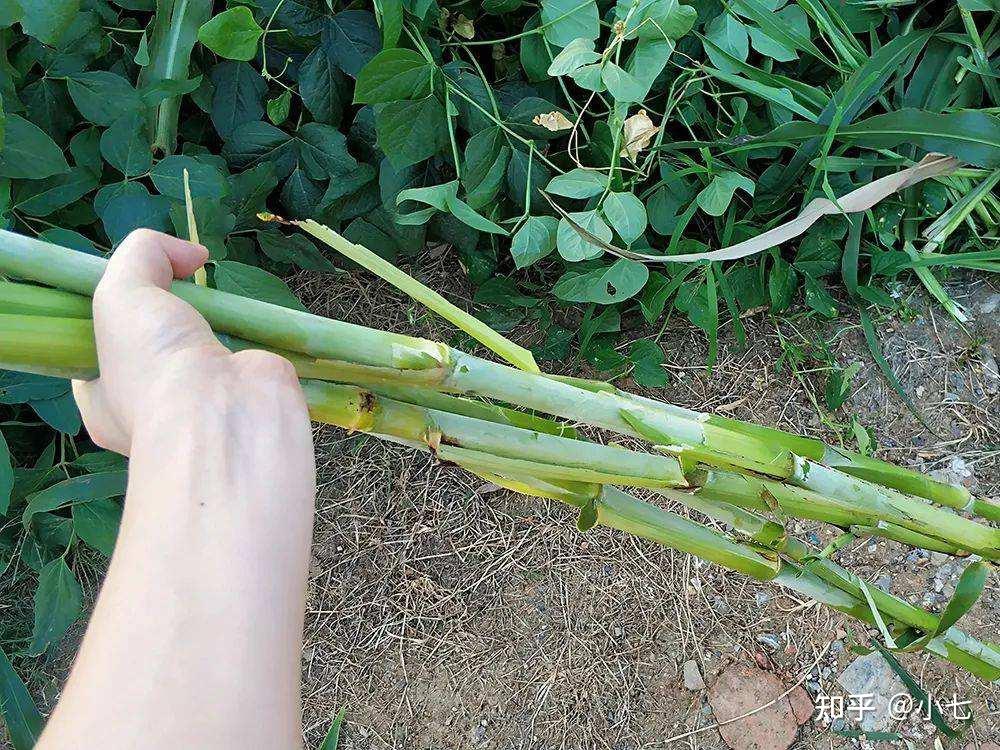 农村有1种植物可以做扫帚,杆曾是农村娃的零食,味道比甘蔗还甜 - 知乎